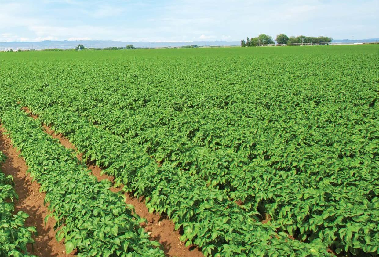 Potato fields under cultivation